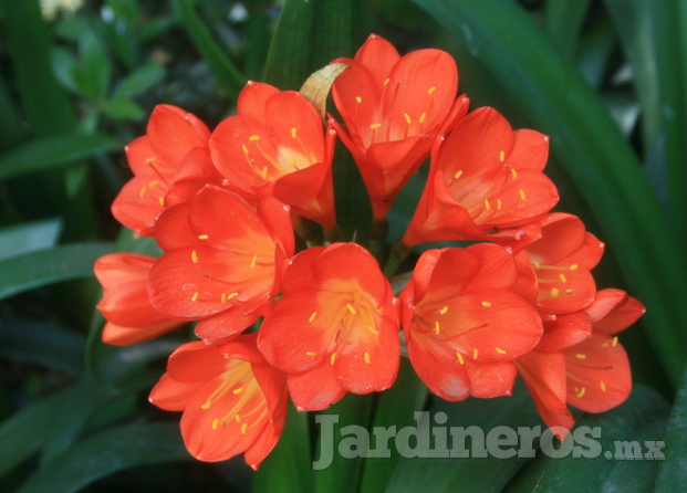 Clivia