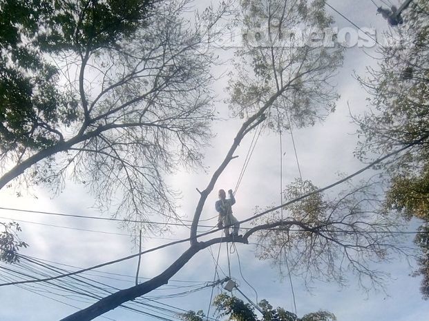 Poda de precisión