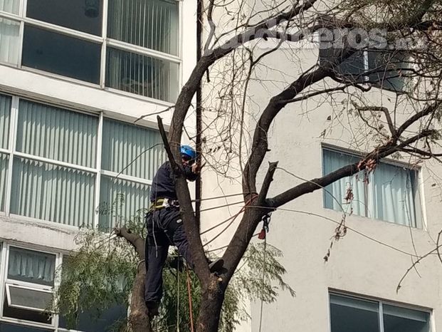 Derribo con caída controlada por podadores acreditados en la CDMX y Edo de MEX