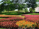 Jardinería Ave del Paraíso