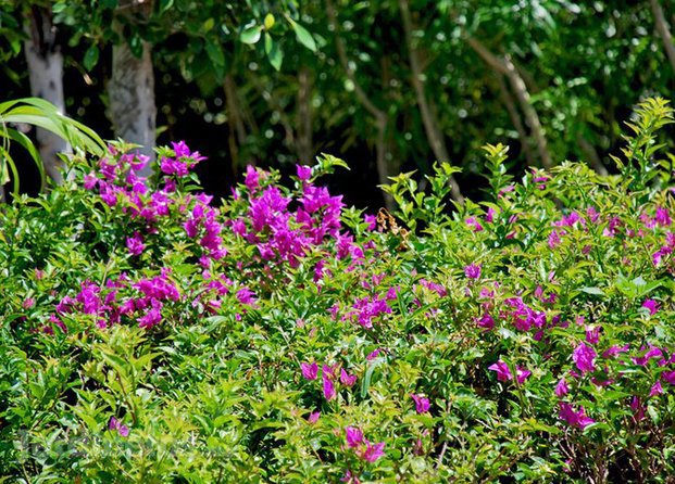 Vivero Cancún