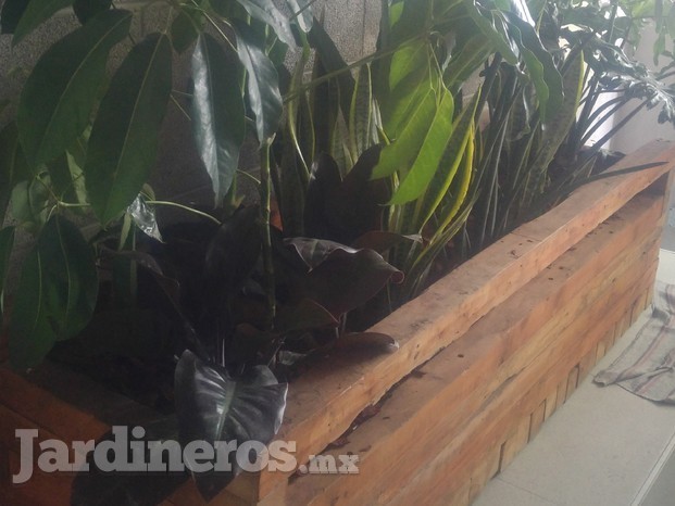 Plantas 