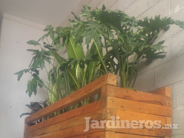 Plantas 
