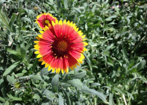 Girasol del Desierto