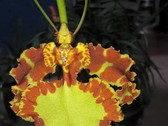 Vivero Orquídeas De La Sierra