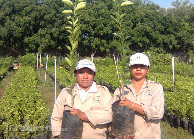 Vivero citrícola de Yucat