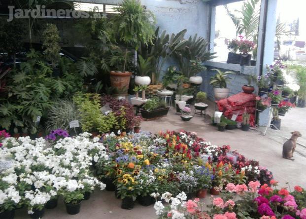 Las mejores plantas