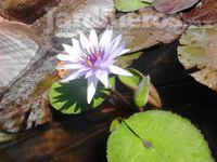 Arte Al Natural