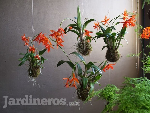 kokedamas colgantes