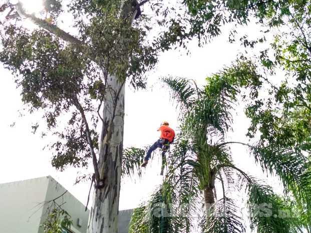 Reducción lateral del árbol