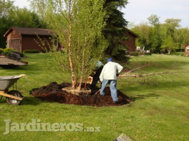 Reforestación