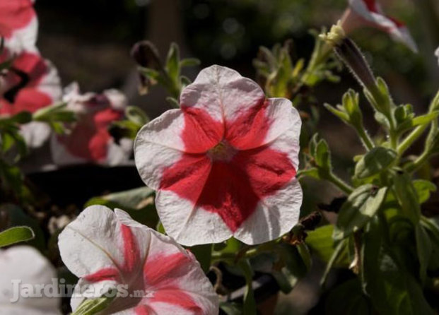 Jardineros