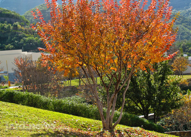 Vivero Imperial