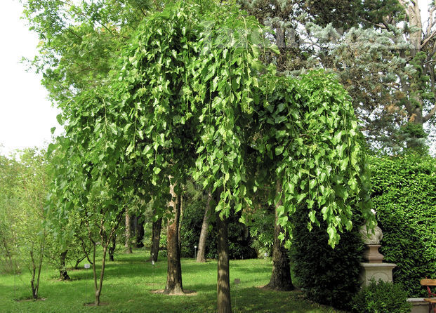 Jardinería Alba