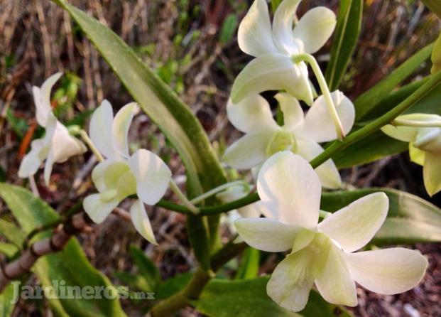 Orquídeas