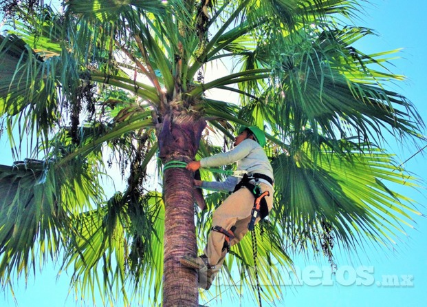 Poda de palmera