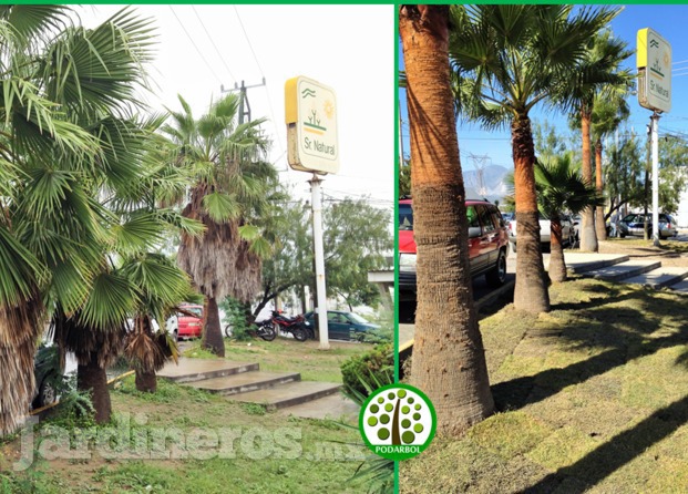 Poda de palmas e instalación de pasto