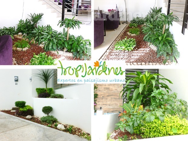 Tropijardines