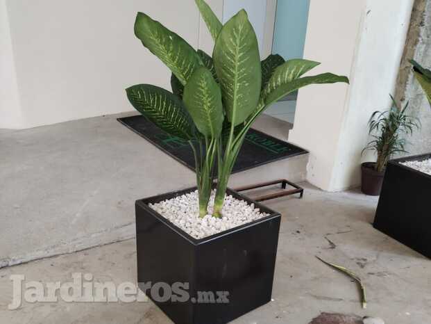 Plantas interiores