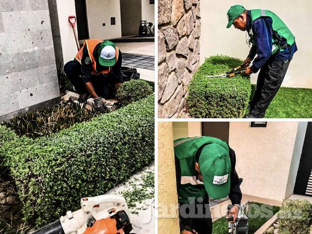 Agricultura Vertical México (Jardinería, riegos y mantenimientos)