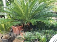 Belleza a su alcance. Palmas cycas.