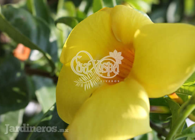 alamanda copa de oro