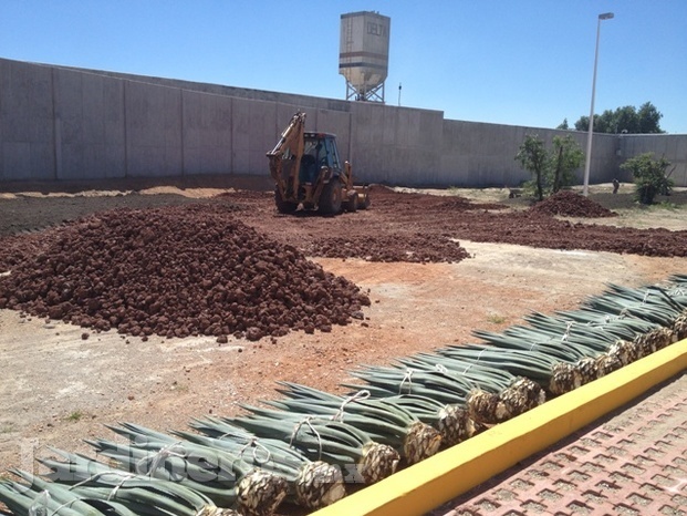 Formación jardín desertico