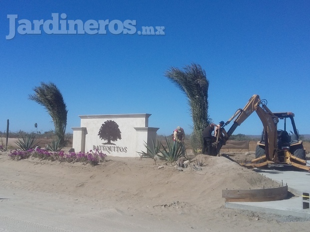 Plantación de palmas datileras