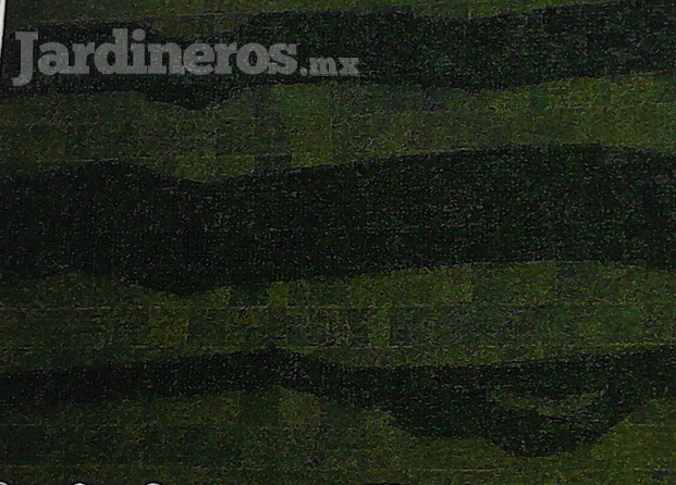 Muros verdes