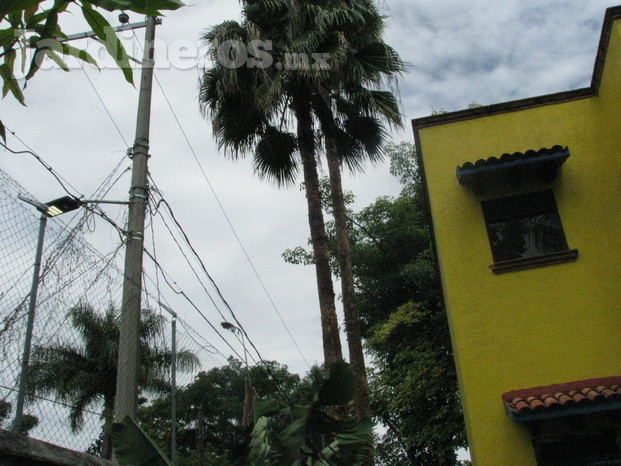 poda de palmeras y arboles 