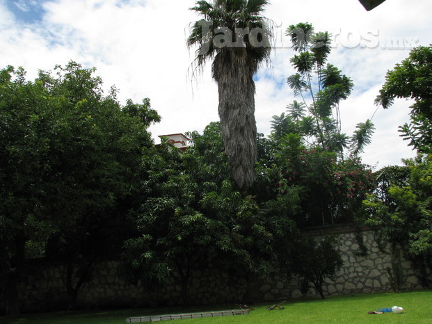 poda de palmeras y arboles 