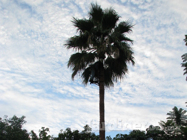 poda de palmeras y arboles 