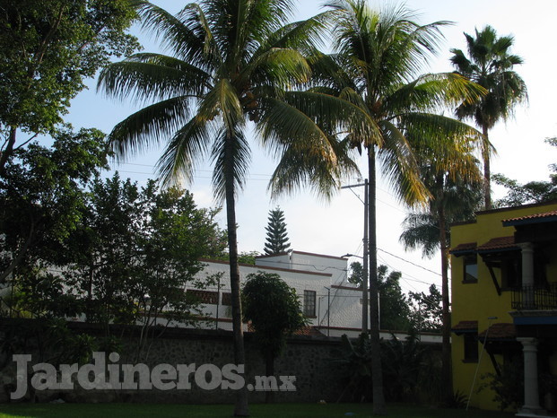 poda de palmeras y arboles 