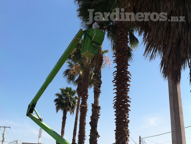 Tala de palmeras y árboles de gran altura