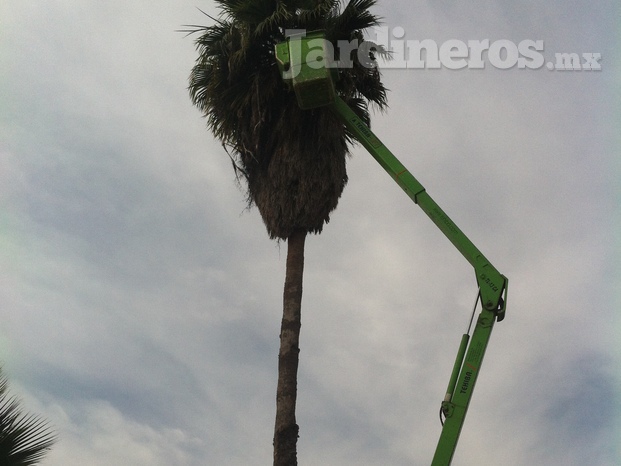 Tala de palmeras y árboles altos usando grua