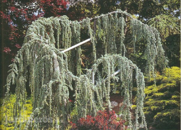 Muros verdes Diseño De Jardines Muros Verdes León