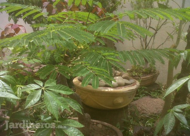 Plantas Diseño De Jardines Muros Verdes León