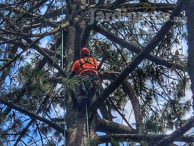 PODA DE ÁRBOL