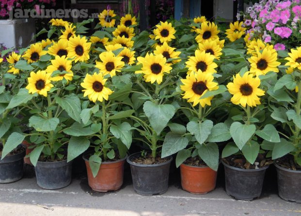 Girasoles