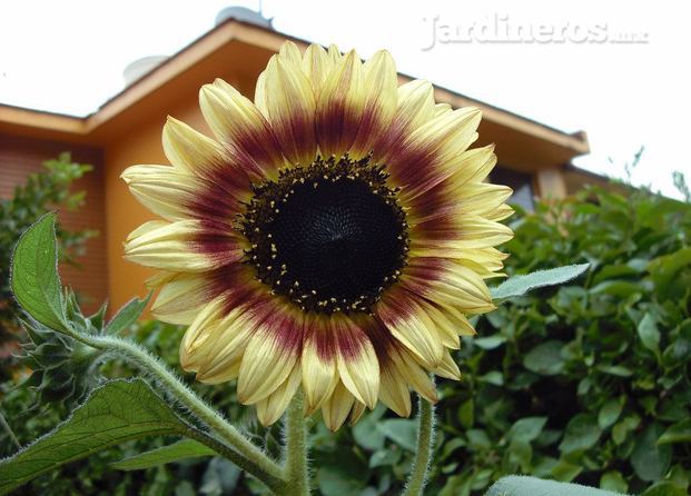 Girasol hidropónico bicolor