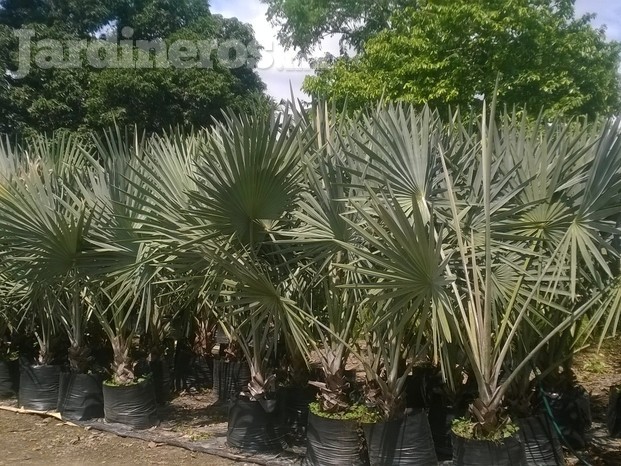 Viveros del Papaloapan - Jardineros.mx