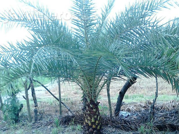 Phoenix canariensis