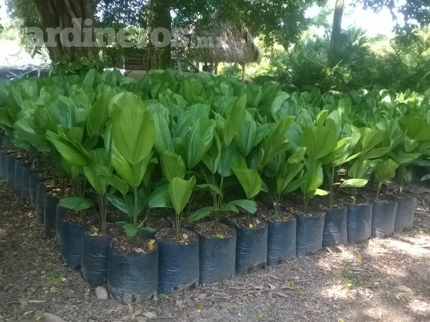 Viveros del Papaloapan - Jardineros.mx