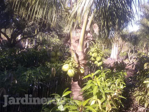 Palmera de coco enana hibrida