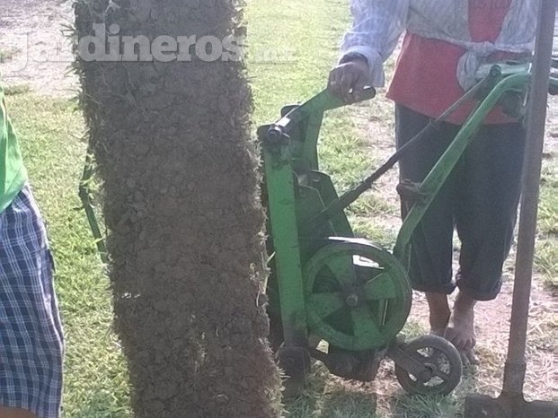 Producción De Pasto El Trébol