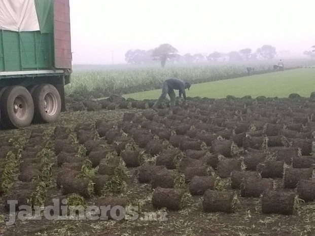 Producción De Pasto El Trébol