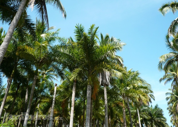 Palmeras