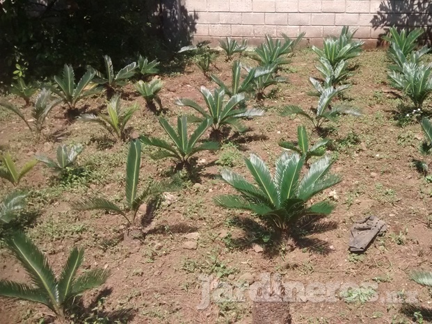 Cycas revoluta de 3 años con 20 cm de camote más hojas