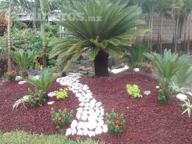 Diseño de jardín con cycas