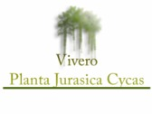 Vivero Planta Jurasica Cycas